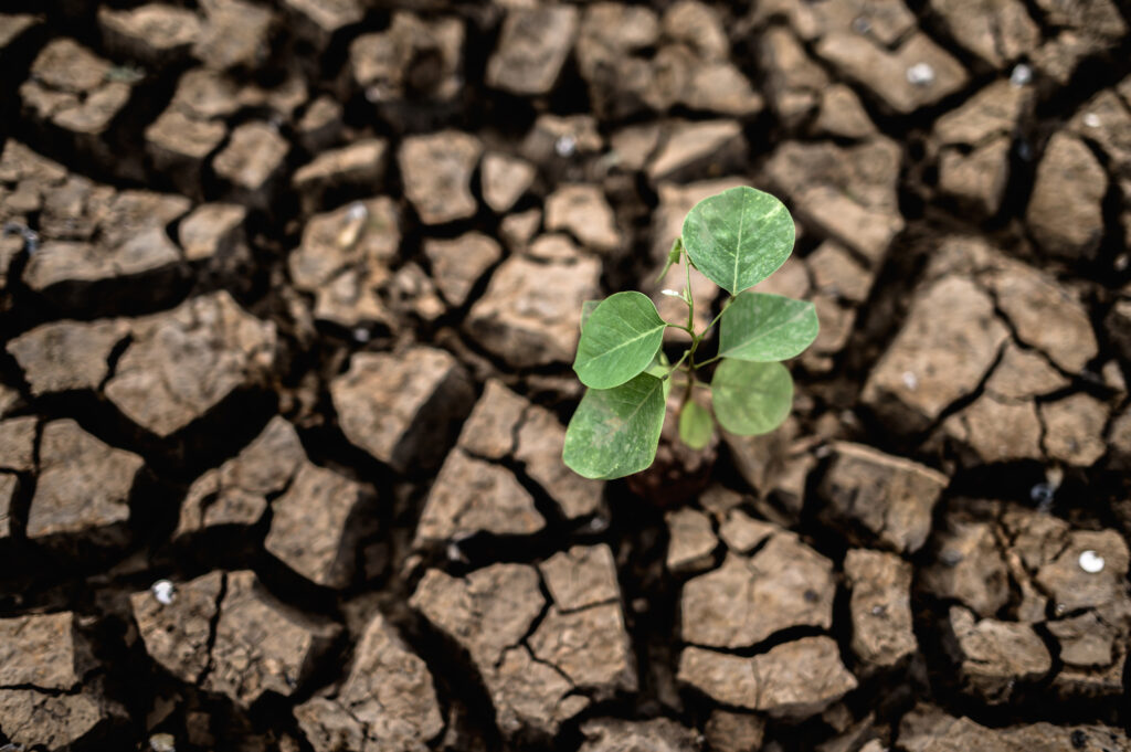 arboles crecidos suelo seco agrietado seco estacion seca calentamiento global 1024x681 - Las mejores bombas de agua para combatir la sequía