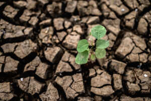 arboles crecidos suelo seco agrietado seco estacion seca calentamiento global 300x200 - Belardi